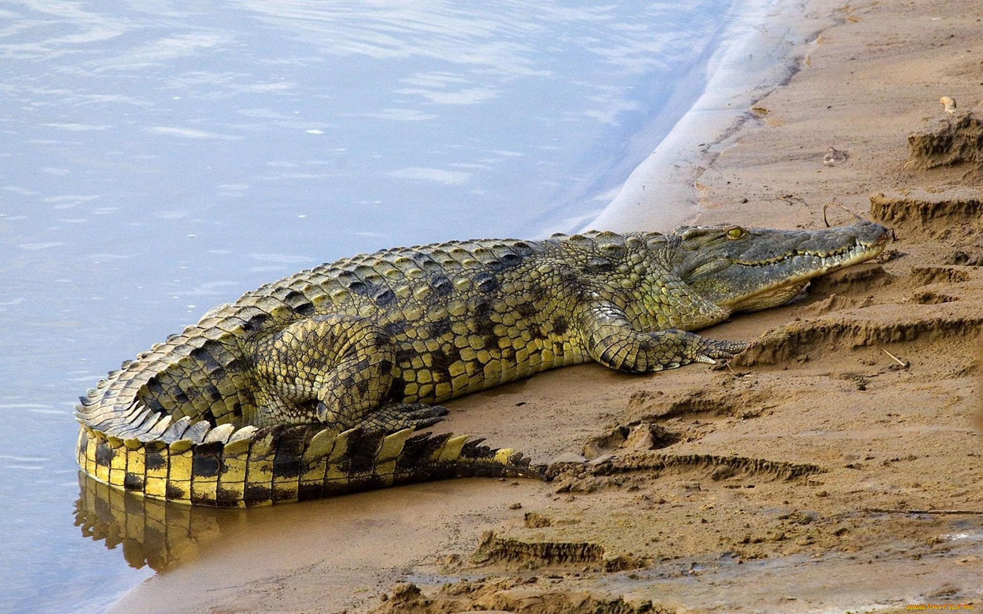 Живут пресмыкающиеся на. Нильский крокодил. Нильский Аллигатор. Африканский Нильский крокодил.